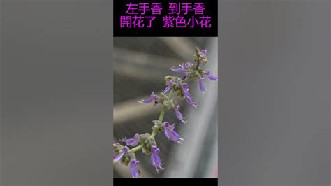 左手香風水|左手香開花風水：點解會改變運勢？